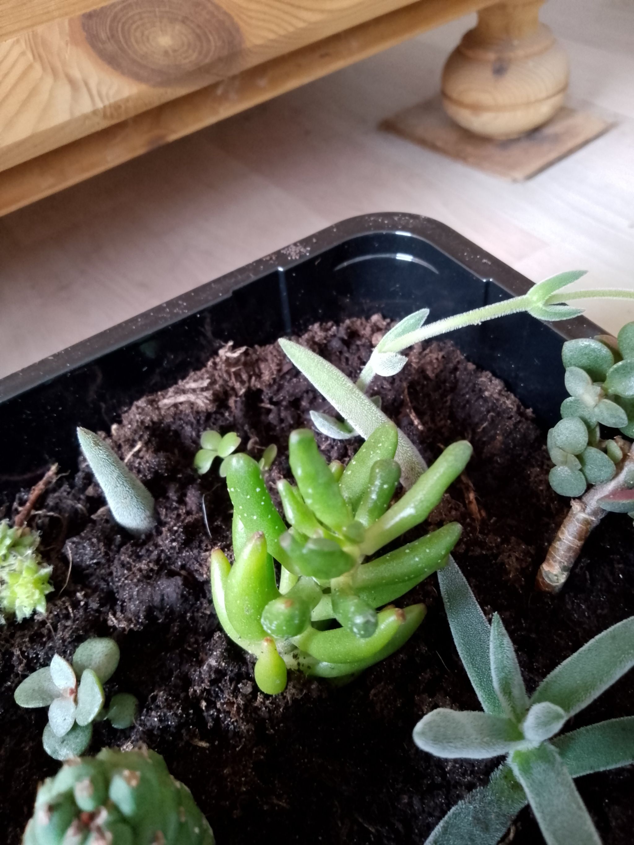 Photo of the plant species Coral Crassula by @VitalBlusher named Susej on Greg, the plant care app