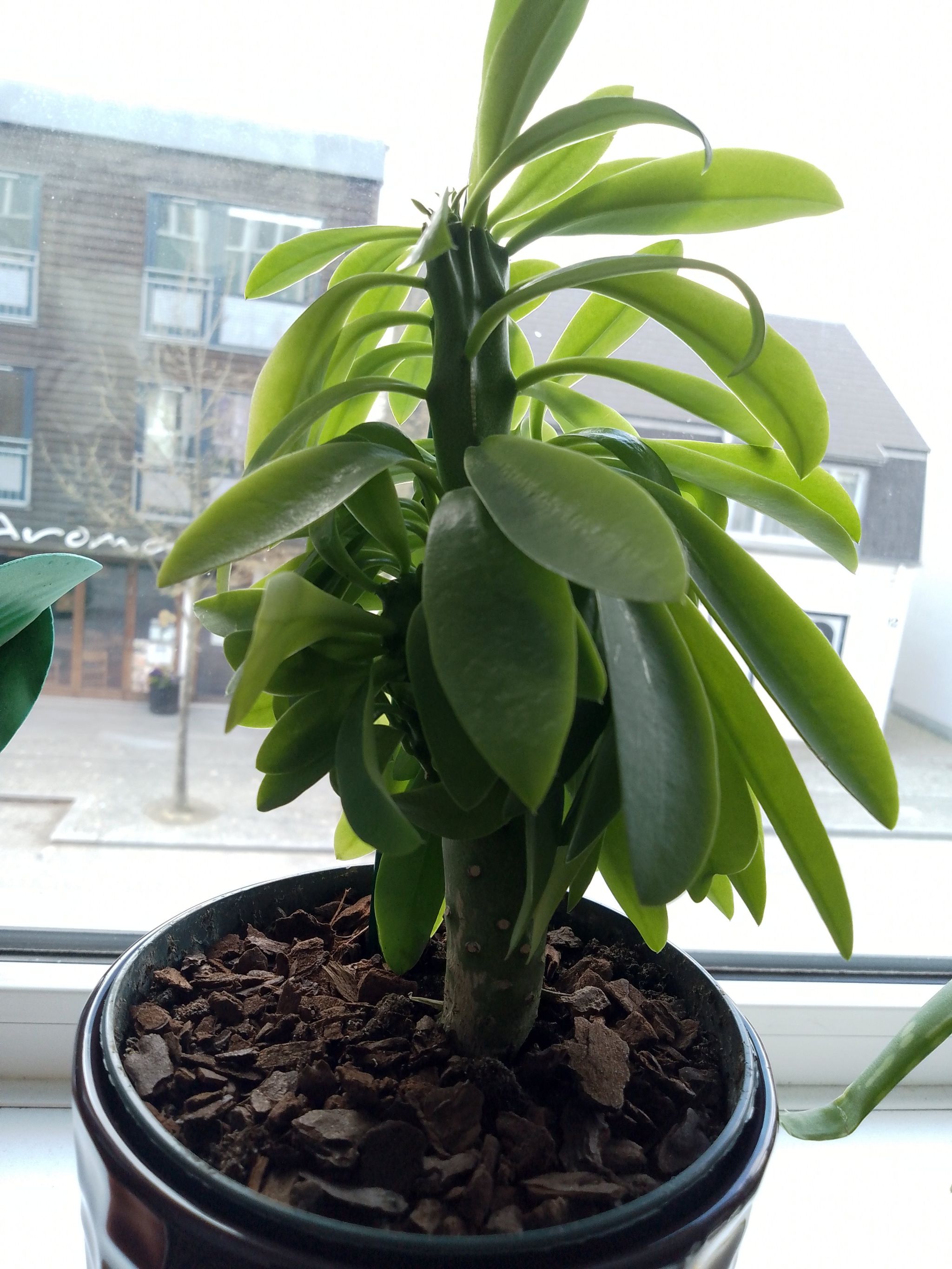 Photo of the plant species Leafy Milk Hedge by @VitalBlusher named Nivulia on Greg, the plant care app
