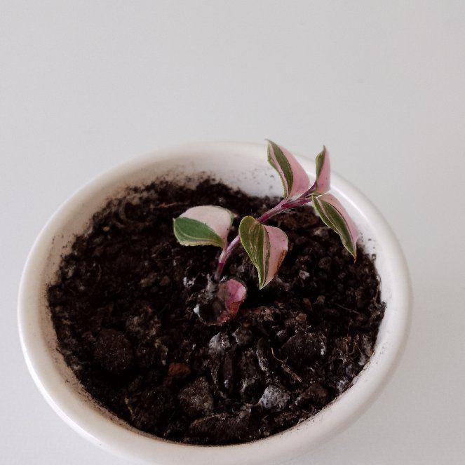 Photo of the plant species Tricolor Rainbow Tradescantia by @VitalBlusher named Mundula on Greg, the plant care app