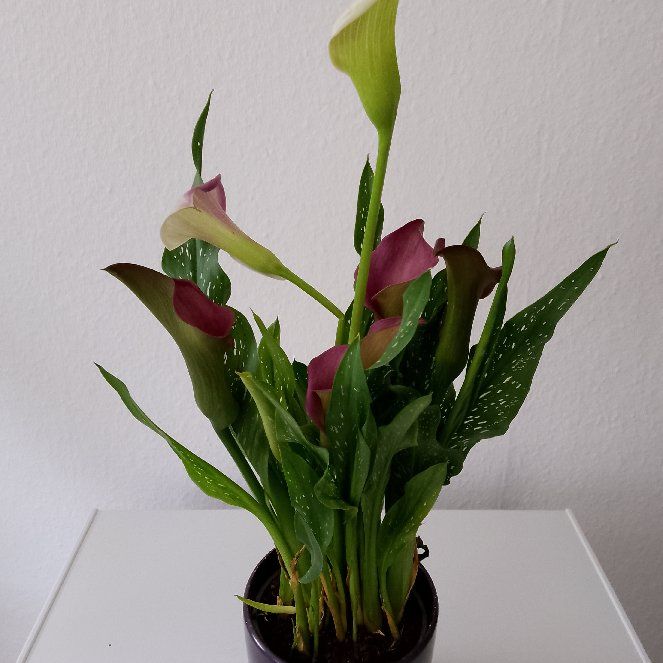 Photo of the plant species Zazu Calla Lily by @VitalBlusher named Zazu on Greg, the plant care app