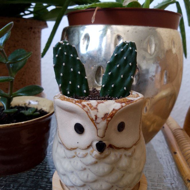Photo of the plant species fig opuntia by @VitalBlusher named Khaleesi on Greg, the plant care app