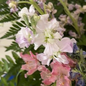 Photo of the plant species Brompton Stock by @PoeticQuenepa named Miley on Greg, the plant care app