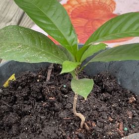 Photo of the plant species Heaven Lotus by @SoaringAlula named Stella on Greg, the plant care app