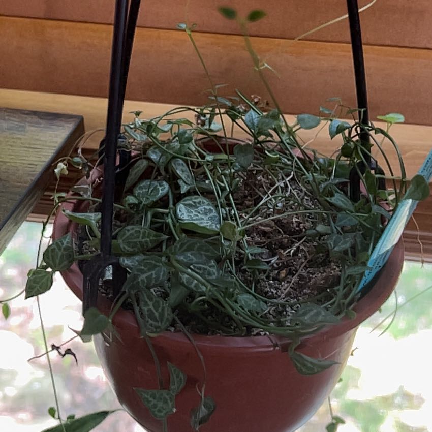 Photo of the plant species Frosted Heart Syngonium by @VigorousDaisy named Aria on Greg, the plant care app