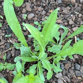 Photo of the plant species London Rocket by @WiseLongispina named Apollo on Greg, the plant care app
