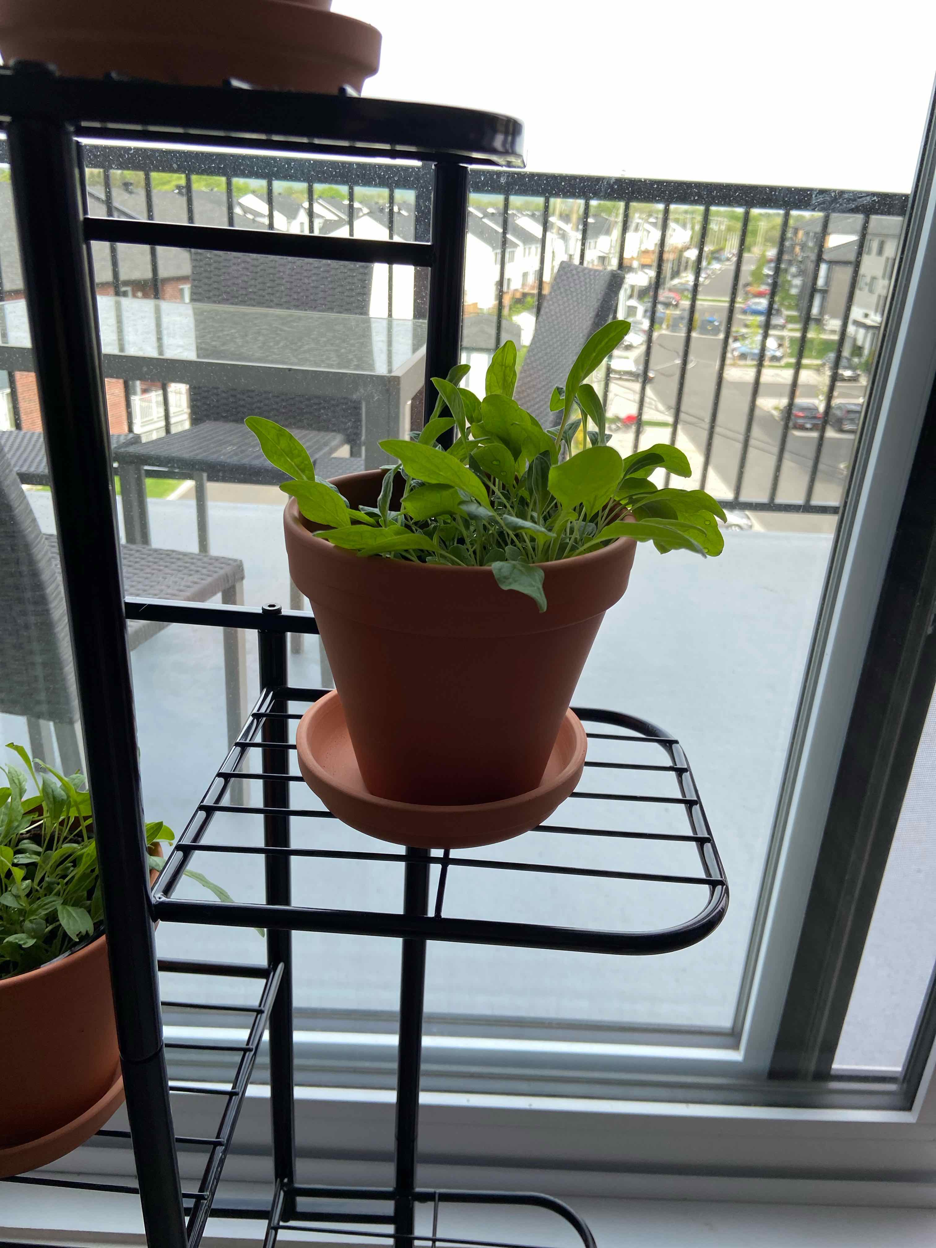 Plant care for Chilean Bellflower on Greg, the plant care app