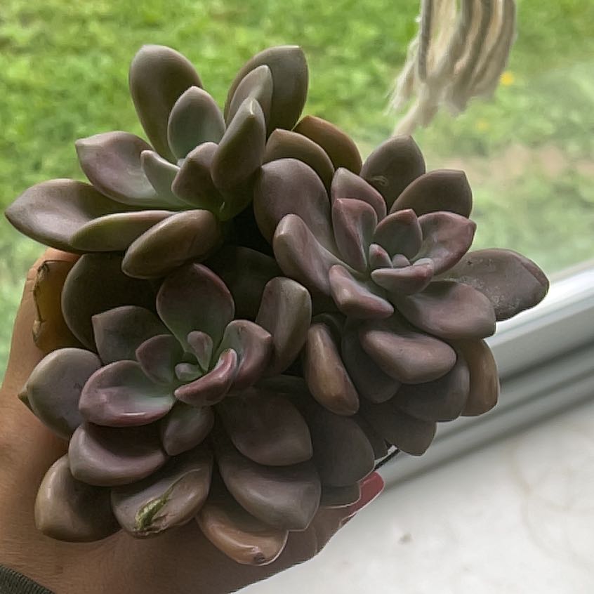 Healthy Graptopetalum 'Murasaki' succulent with fleshy leaves, held by a hand.