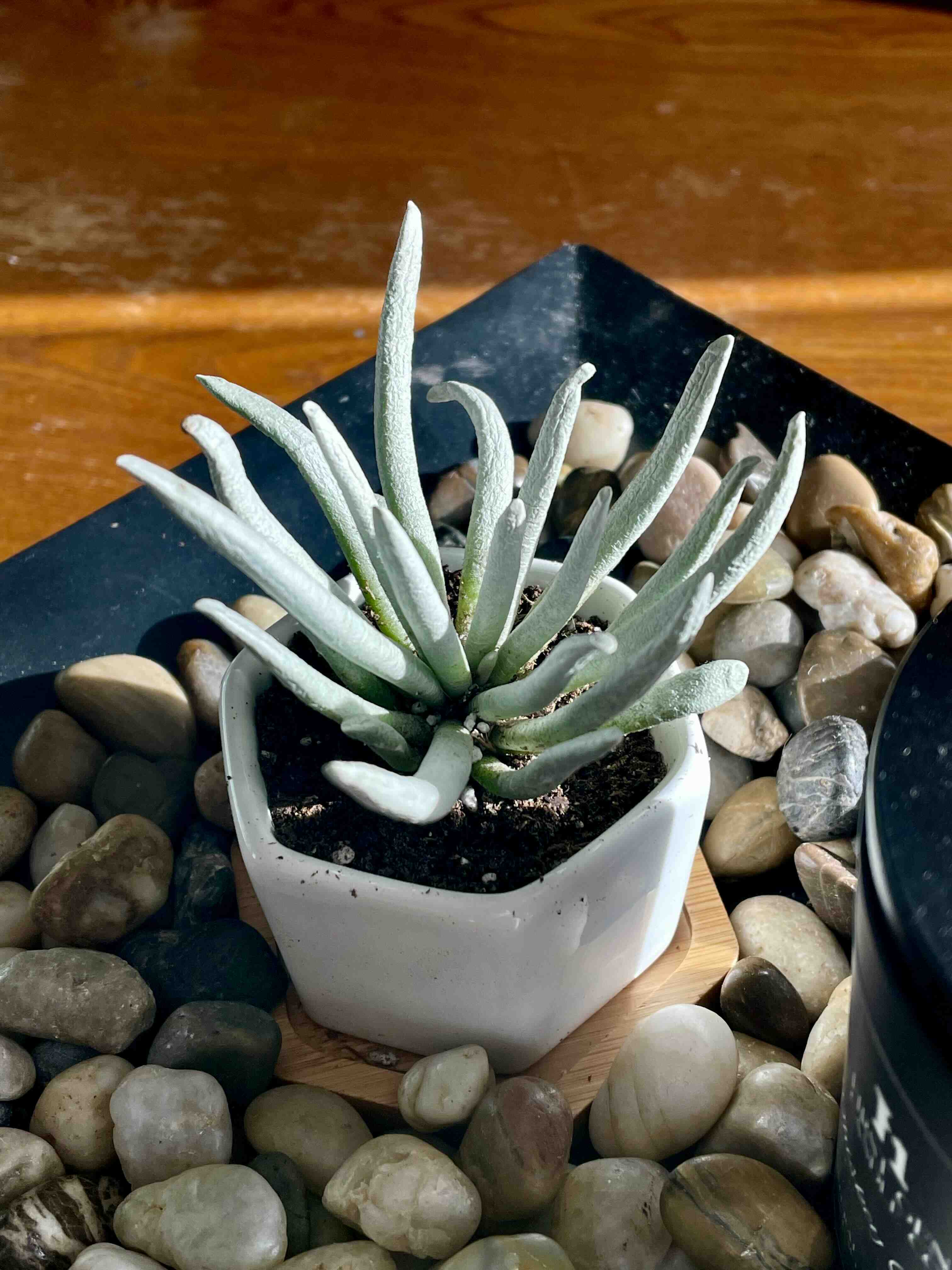 Woolly Senecio plant in a white pot surrounded by decorative stones.