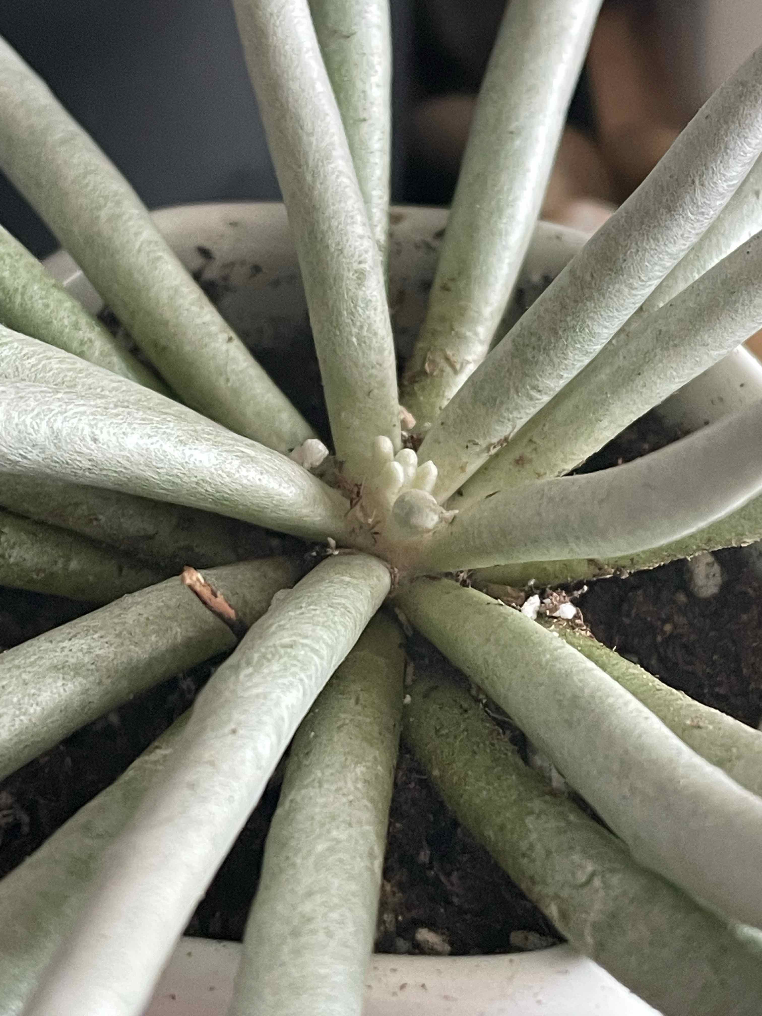 Woolly Senecio plant with elongated, cylindrical leaves in a pot with visible soil.