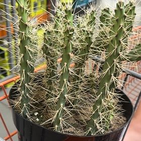Photo of the plant species Consolea 'Slim Spiny' by @LiteraryBroom named Zeus on Greg, the plant care app