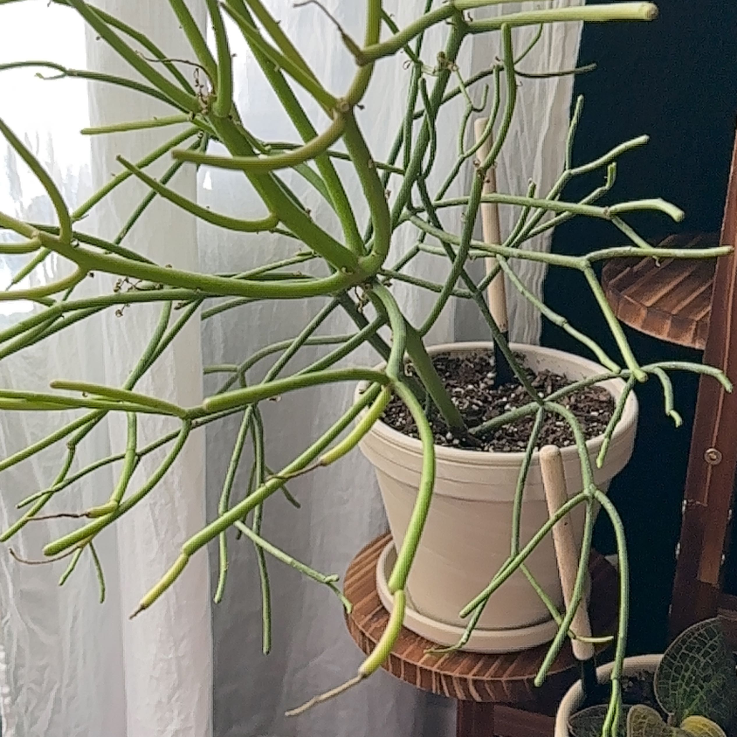 Pencil Cactus (Euphorbia tirucalli) in a white pot with visible soil and green stems.
