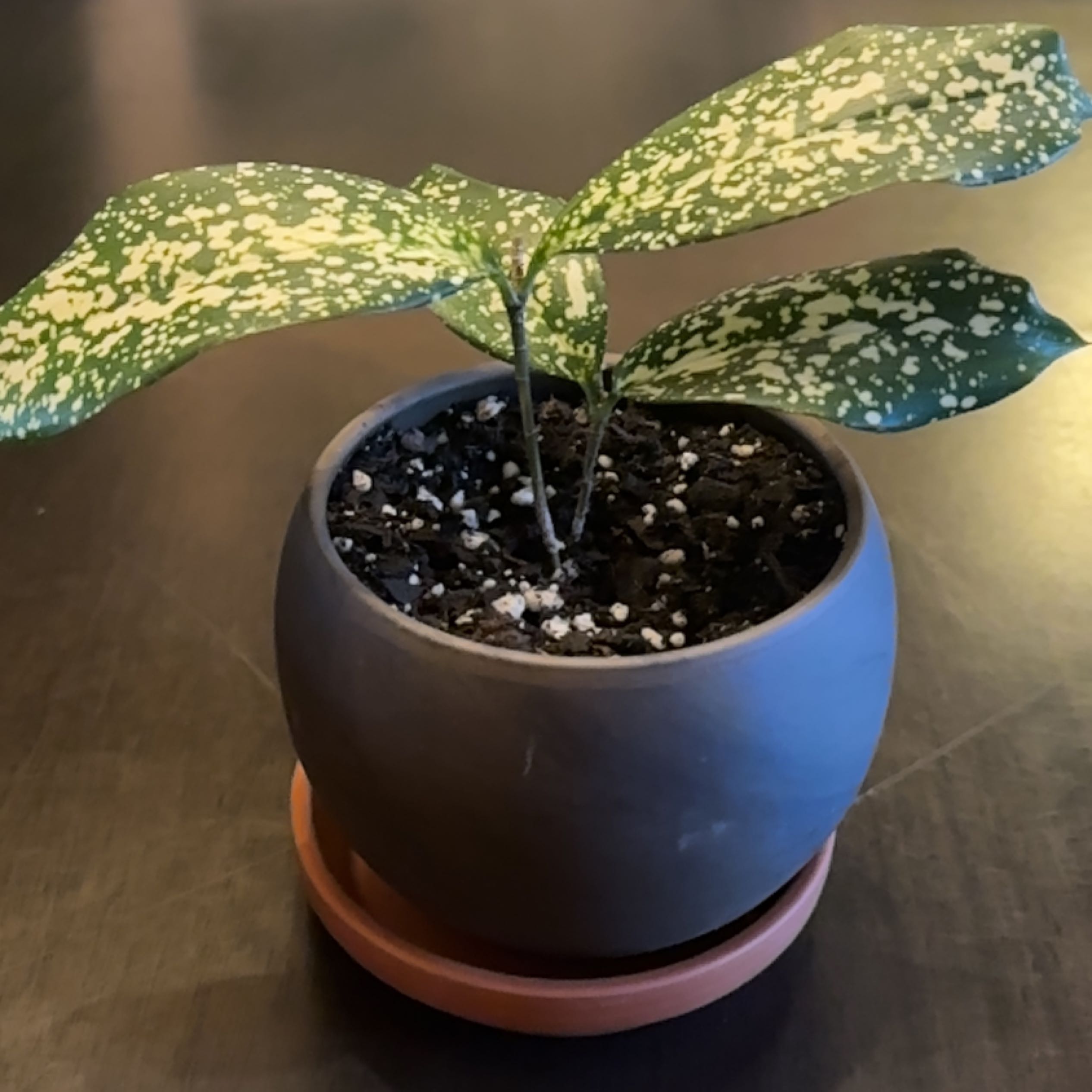 Potted Gold Dust Dracaena plant with healthy variegated green and yellow leaves, in a blue ceramic pot with dark soil.