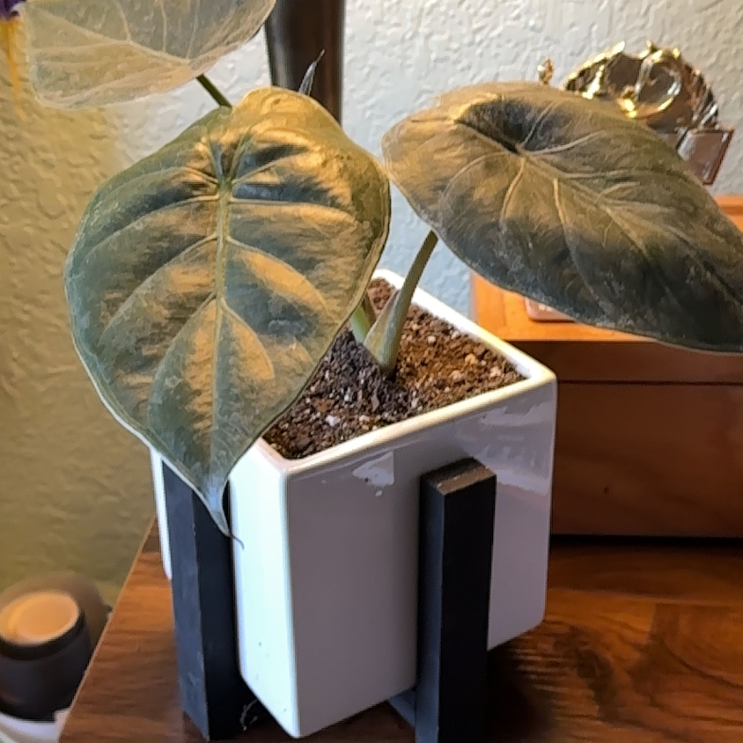 Potted New Guinea Shield plant with large, dark green leaves in a white pot with a black stand.