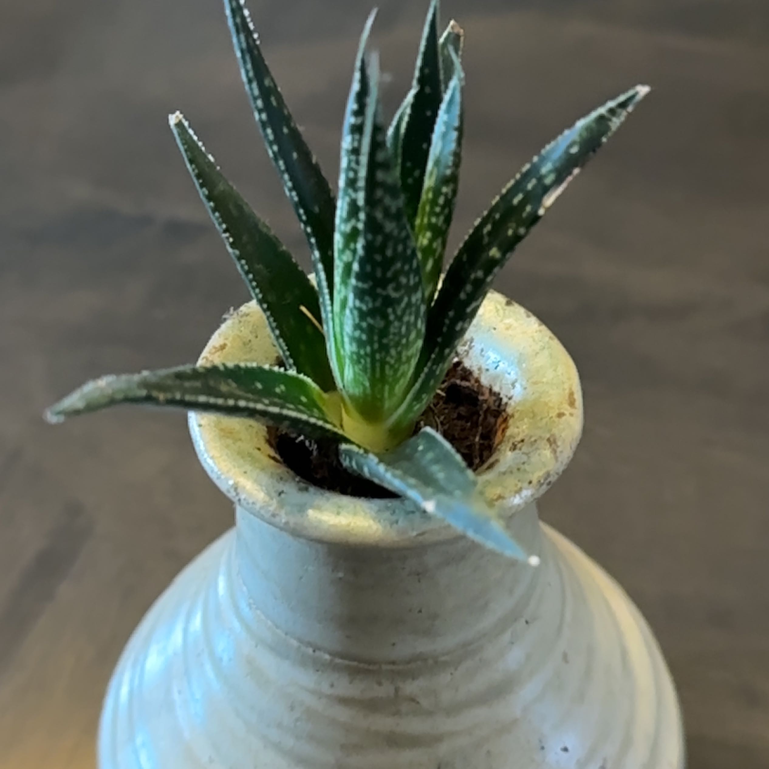 Close-up of a healthy Ox Tongue succulent plant with spotted tongue-shaped leaves growing in a white pot.