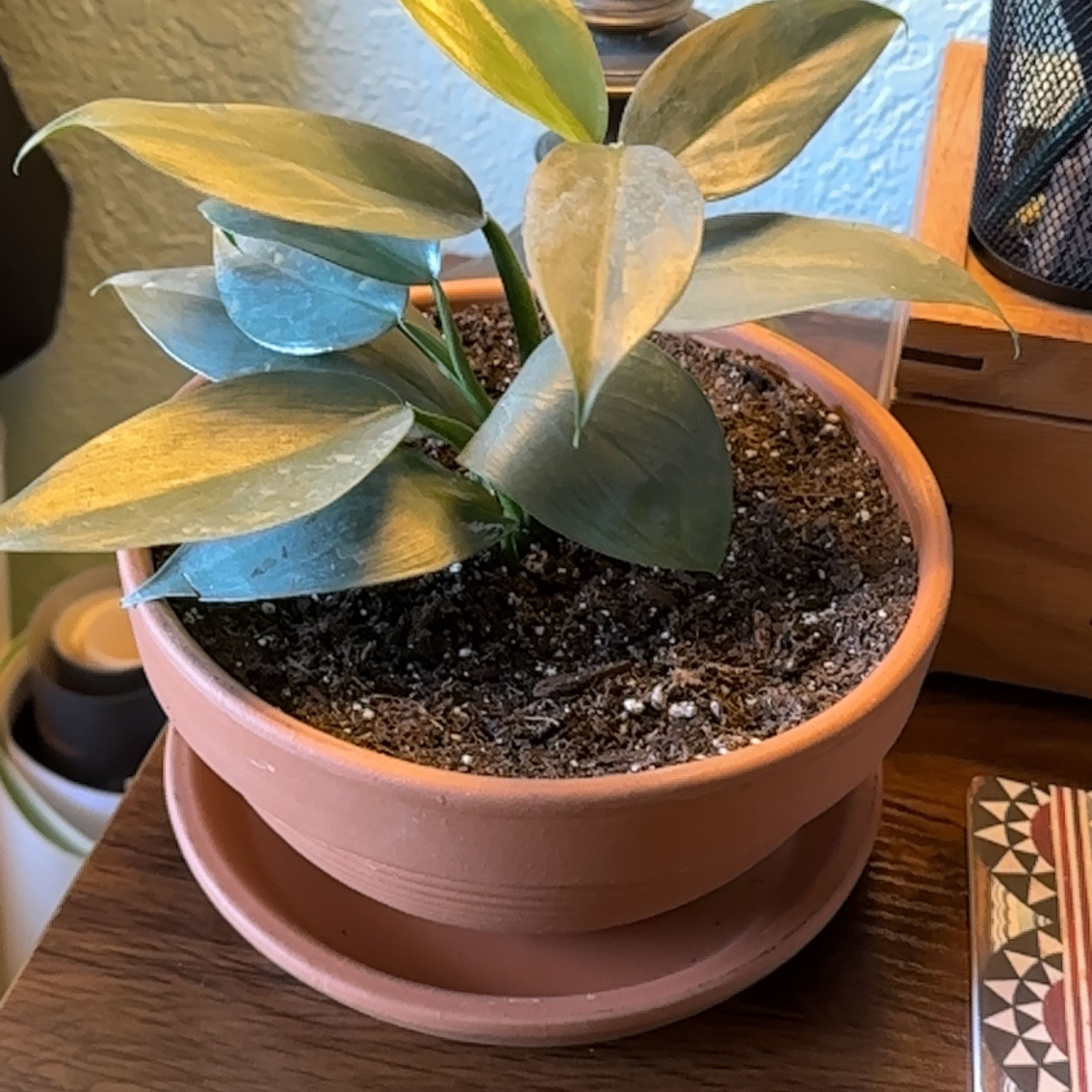 Potted Silver Sword Philodendron with healthy, silver-green leaves.