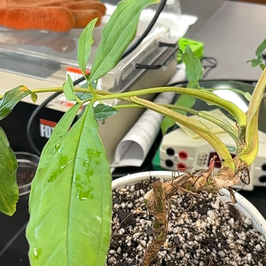 Photo of the plant species Syngonium 'Lance Leaf' by @QuirkyPipevine named Planty on Greg, the plant care app