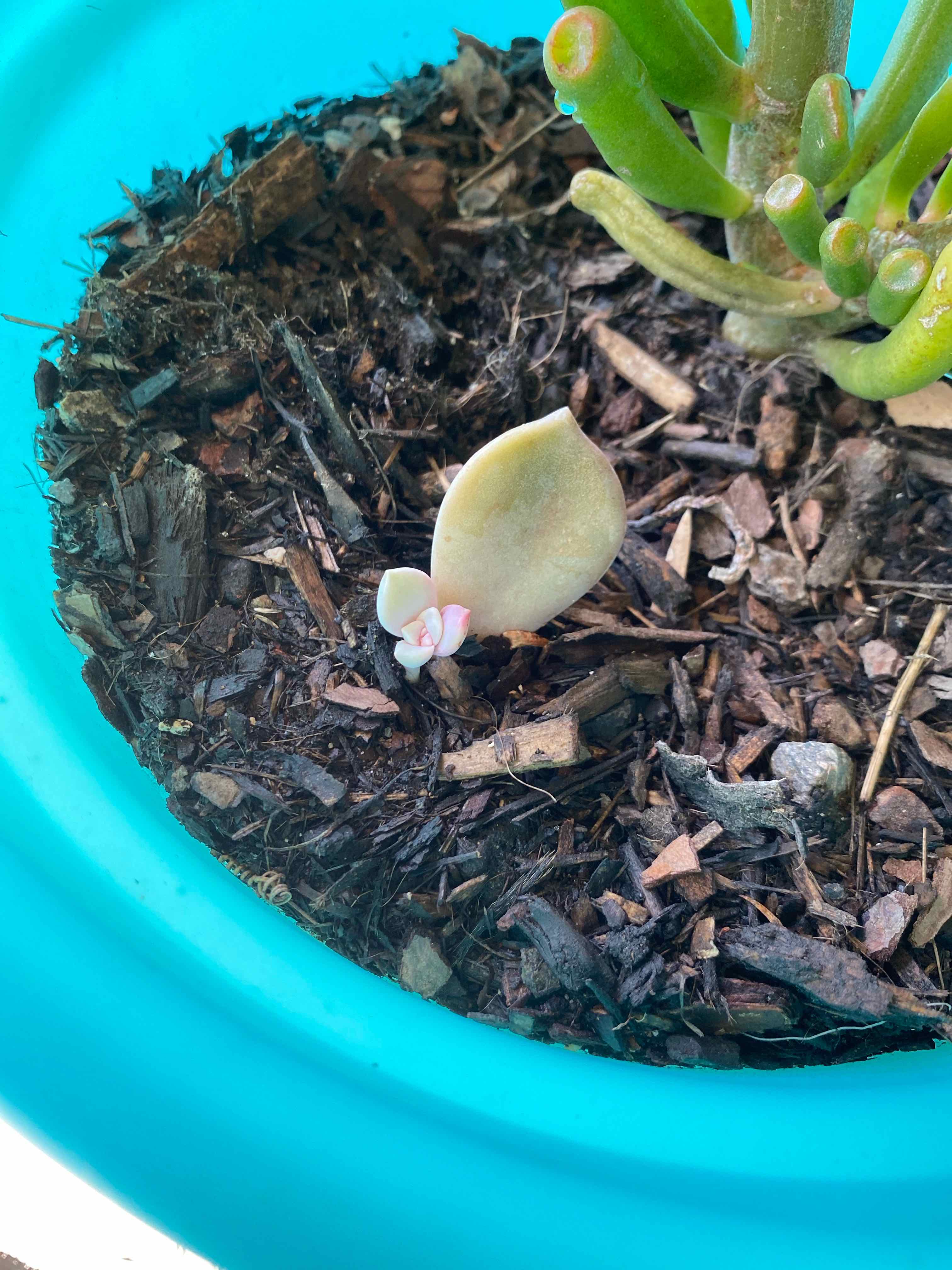 Small Graptopetalum 'Purple Delight' succulent in a blue pot with visible soil and mulch.