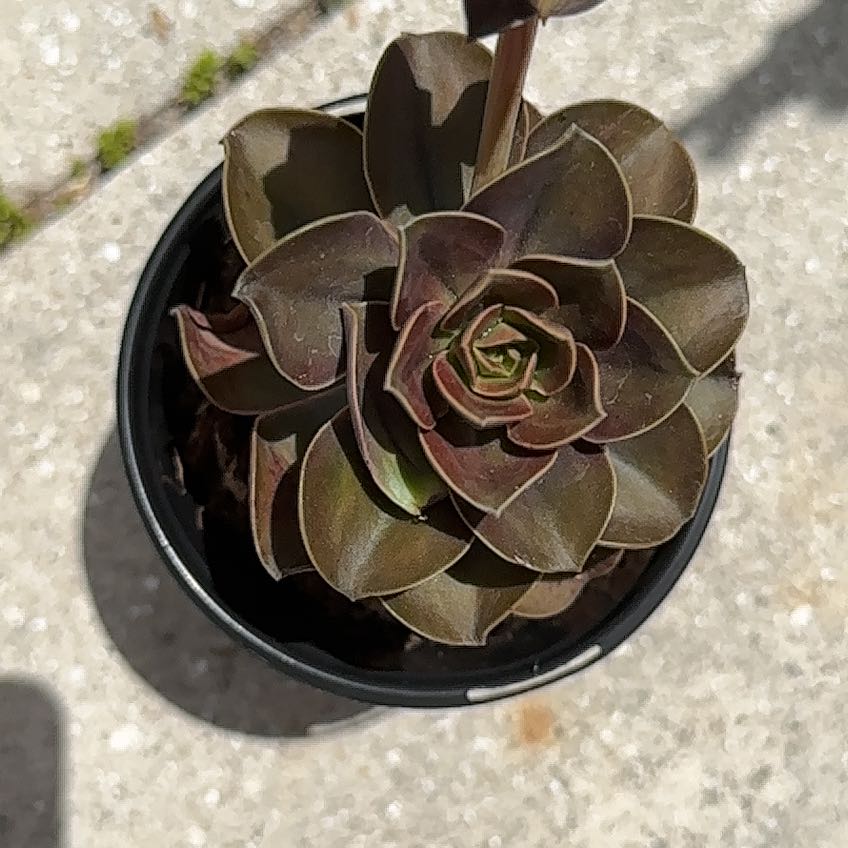 Photo of the plant species Burgundy by @ProperlyGollum named Aristotle on Greg, the plant care app