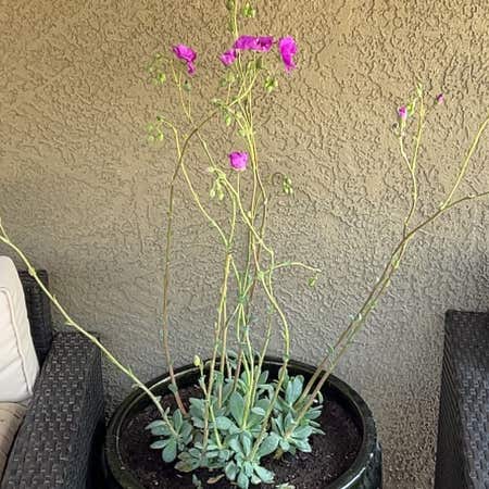 Photo of the plant species Lathyrus Hirsutus by @FoxyPlovereggs named Maya on Greg, the plant care app