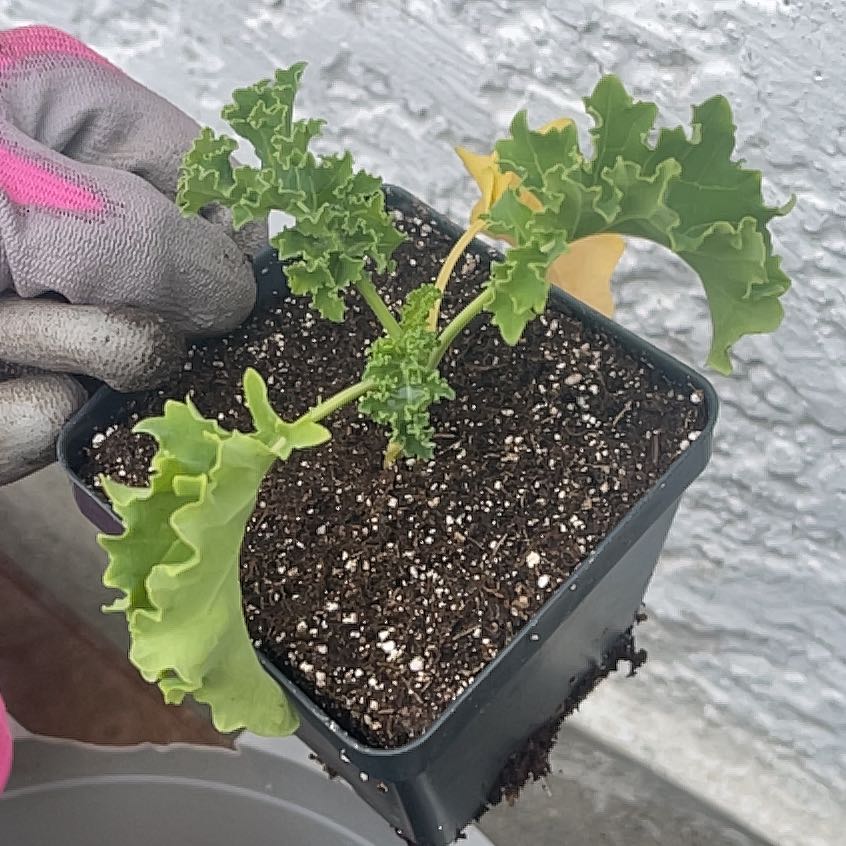 Photo of the plant species Kale Lacinato by @UberIodanthus named da Vinci on Greg, the plant care app