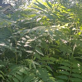 Photo of the plant species Staghorn Sumac by @PoshDuckpotato named Homer on Greg, the plant care app