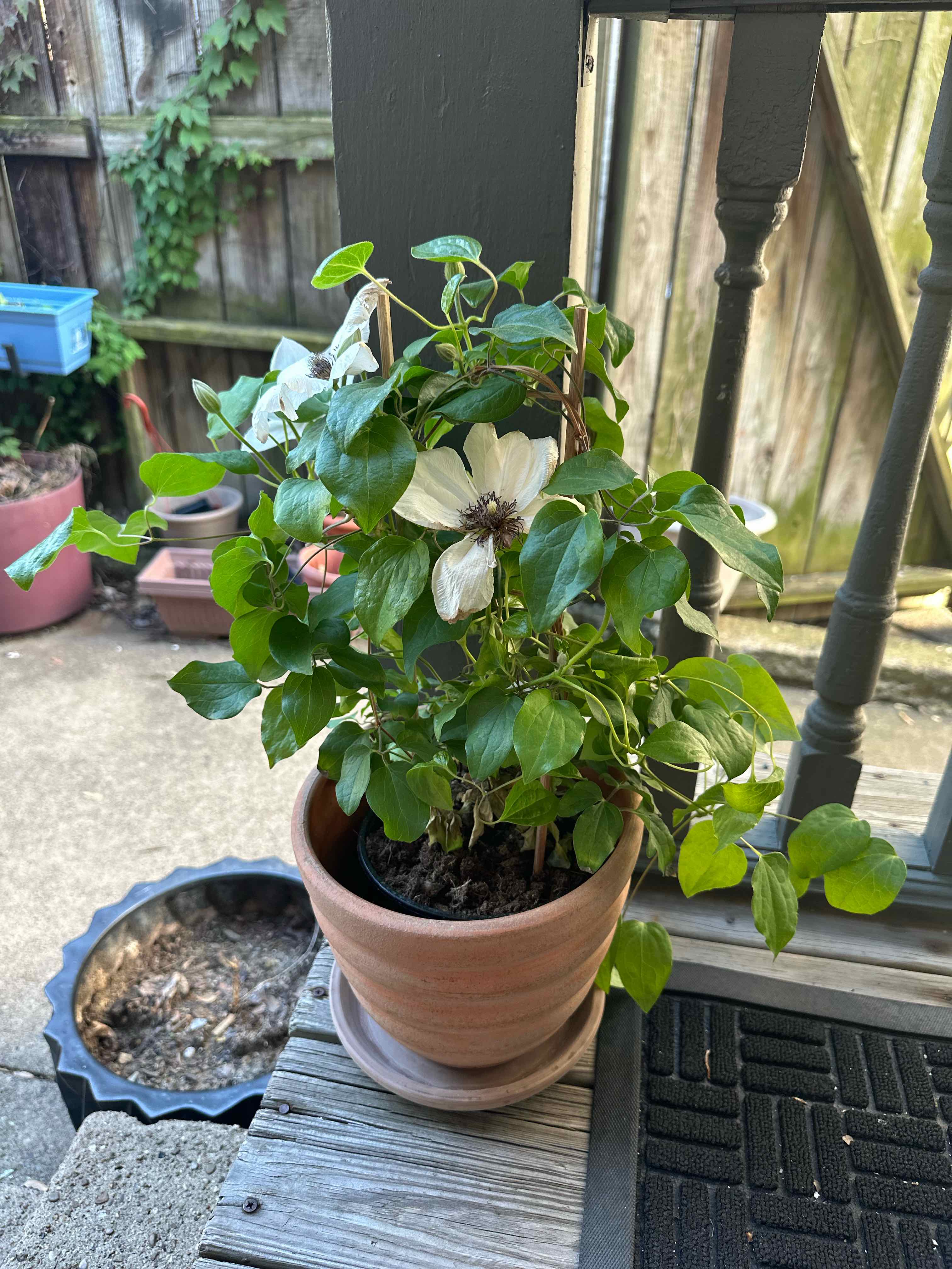Potted Italian Leather Flower with green leaves and white flowers on a porch.