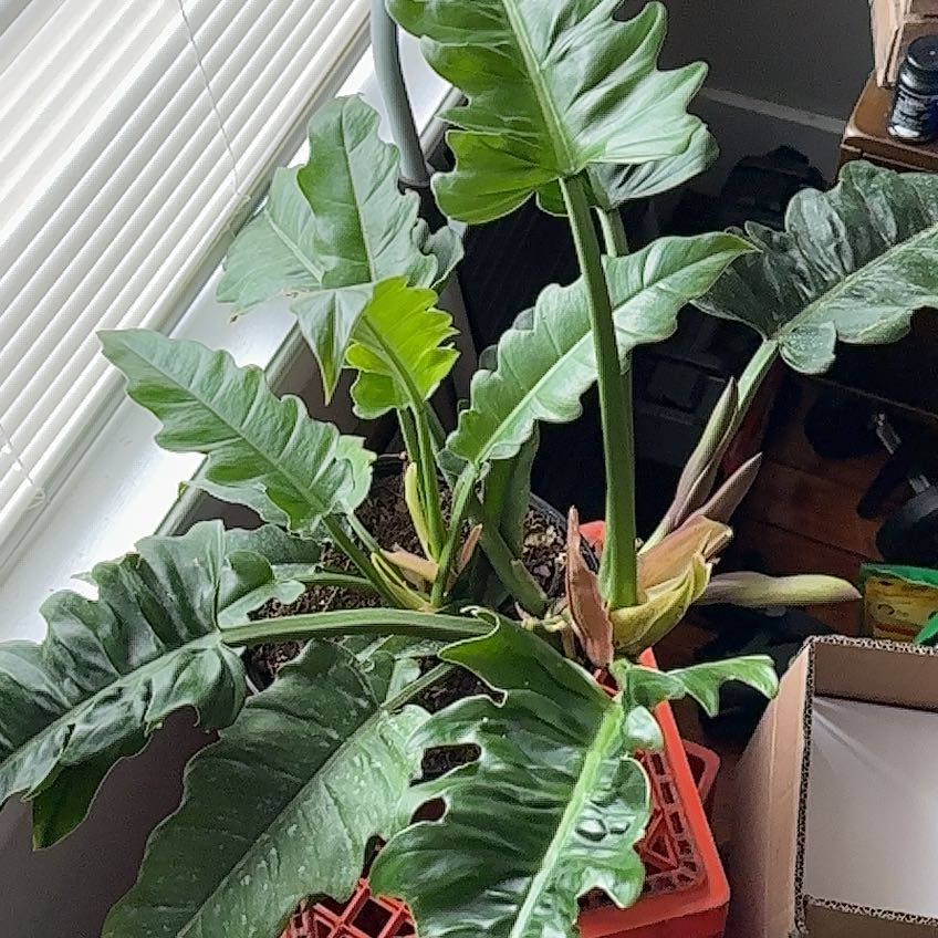 Photo of the plant species Philodendron Tiger Tooth by @Verythat named Bella on Greg, the plant care app
