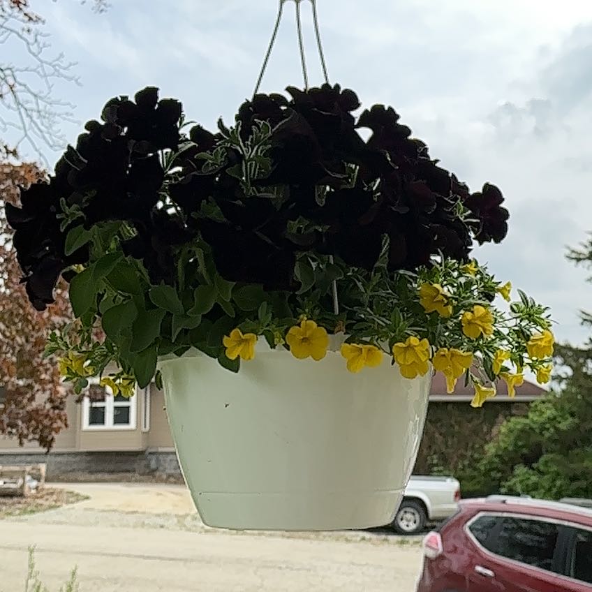 Photo of the plant species Superbells Lemon Slice Calibrachoa by @FacileRossavens named Lebron on Greg, the plant care app