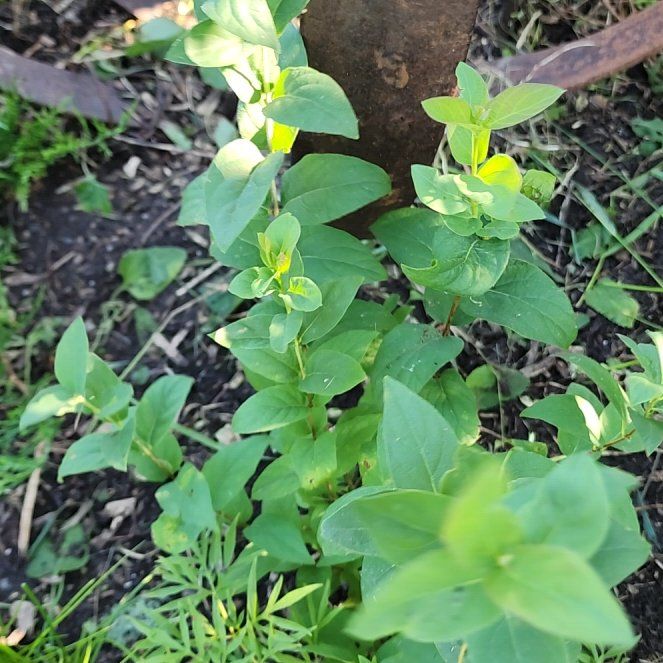 Photo of the plant species Tatarian Honeysuckle by @BestWildcelery named ChloroPhil on Greg, the plant care app
