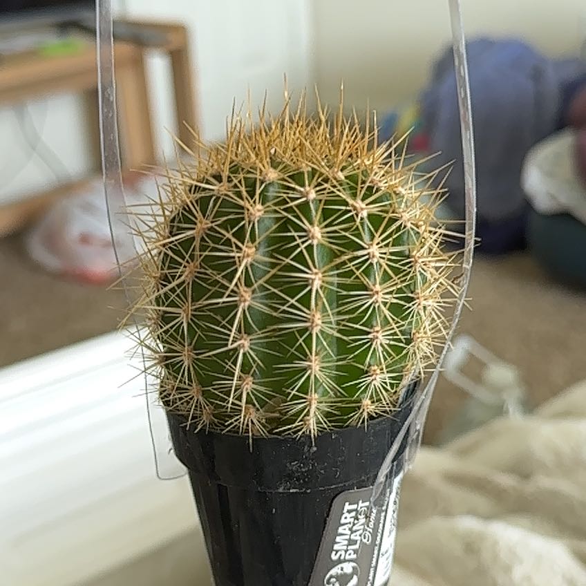 Photo of the plant species Soehrensia huascha subsp. huascha by @RadFlyingsquid named Rosa on Greg, the plant care app
