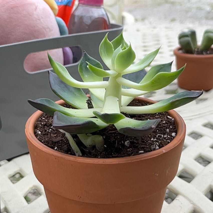 Potted Echeveria 'Dark Moon' succulent with green and dark-tipped leaves.