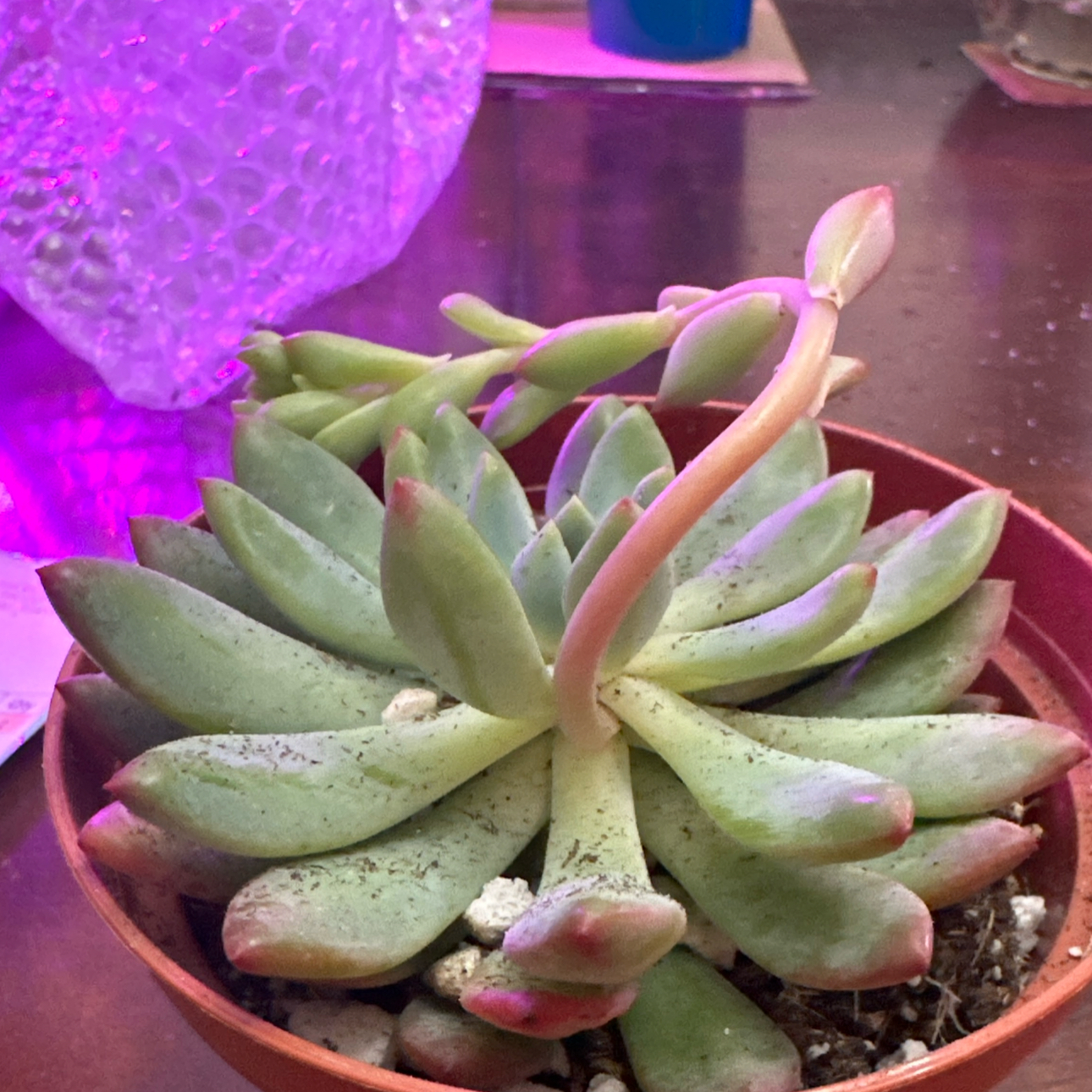 Potted Echeveria 'Tippy' succulent with minor leaf tip discoloration.