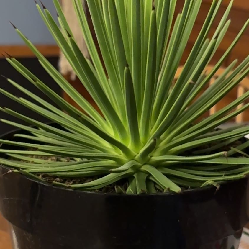 Photo of the plant species Dwarf Hedgehog Agave by @NiceCalamansi named Nithin on Greg, the plant care app