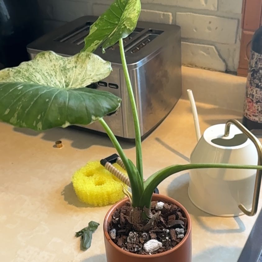 Photo of the plant species Alocasia California by @NiceCalamansi named Eva on Greg, the plant care app