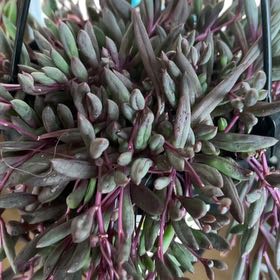 Photo of the plant species Puprle Flush by @Tiasoasis named Coco on Greg, the plant care app