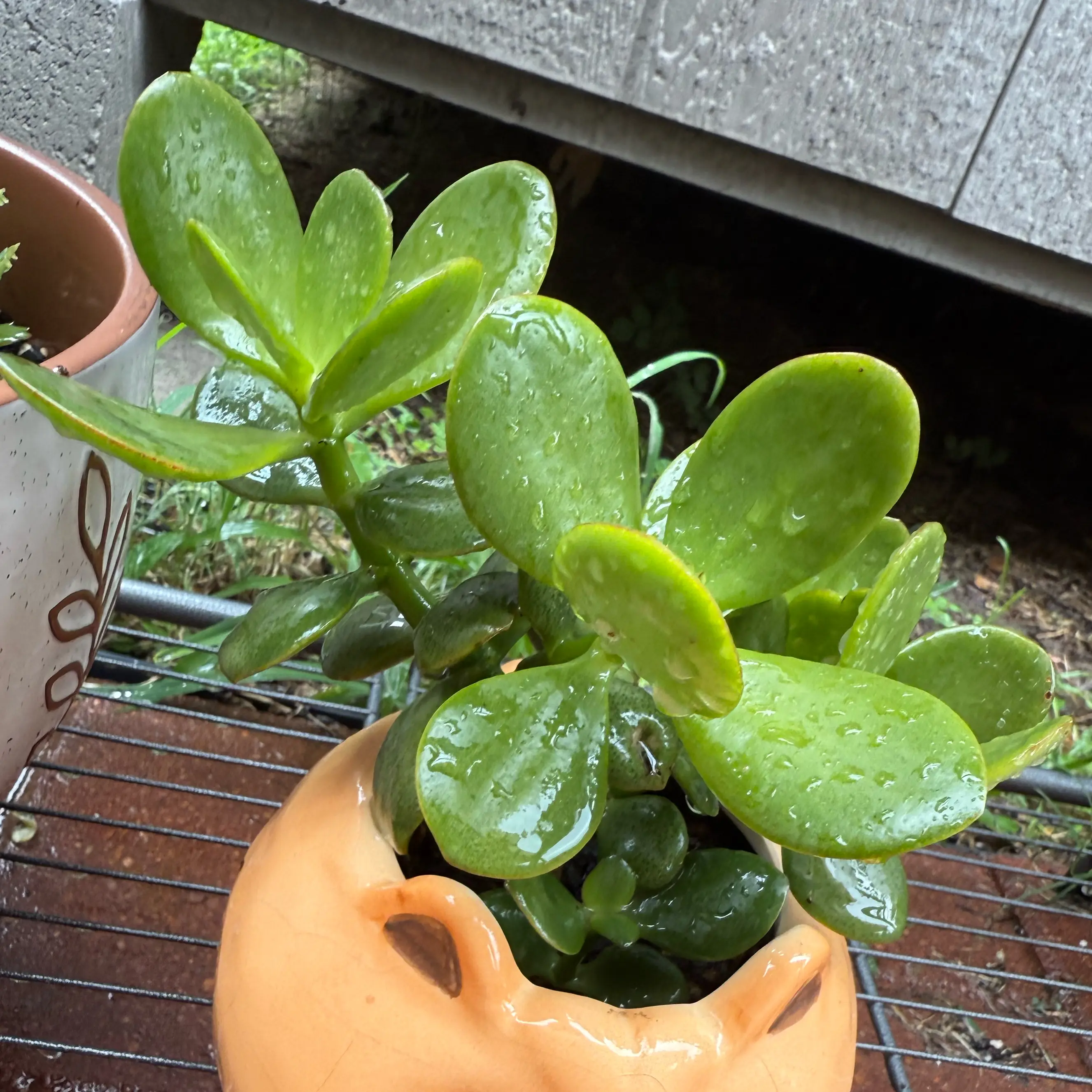 Photo of the plant species Red Carpet Crassula by @JackHenrysMom named George on Greg, the plant care app