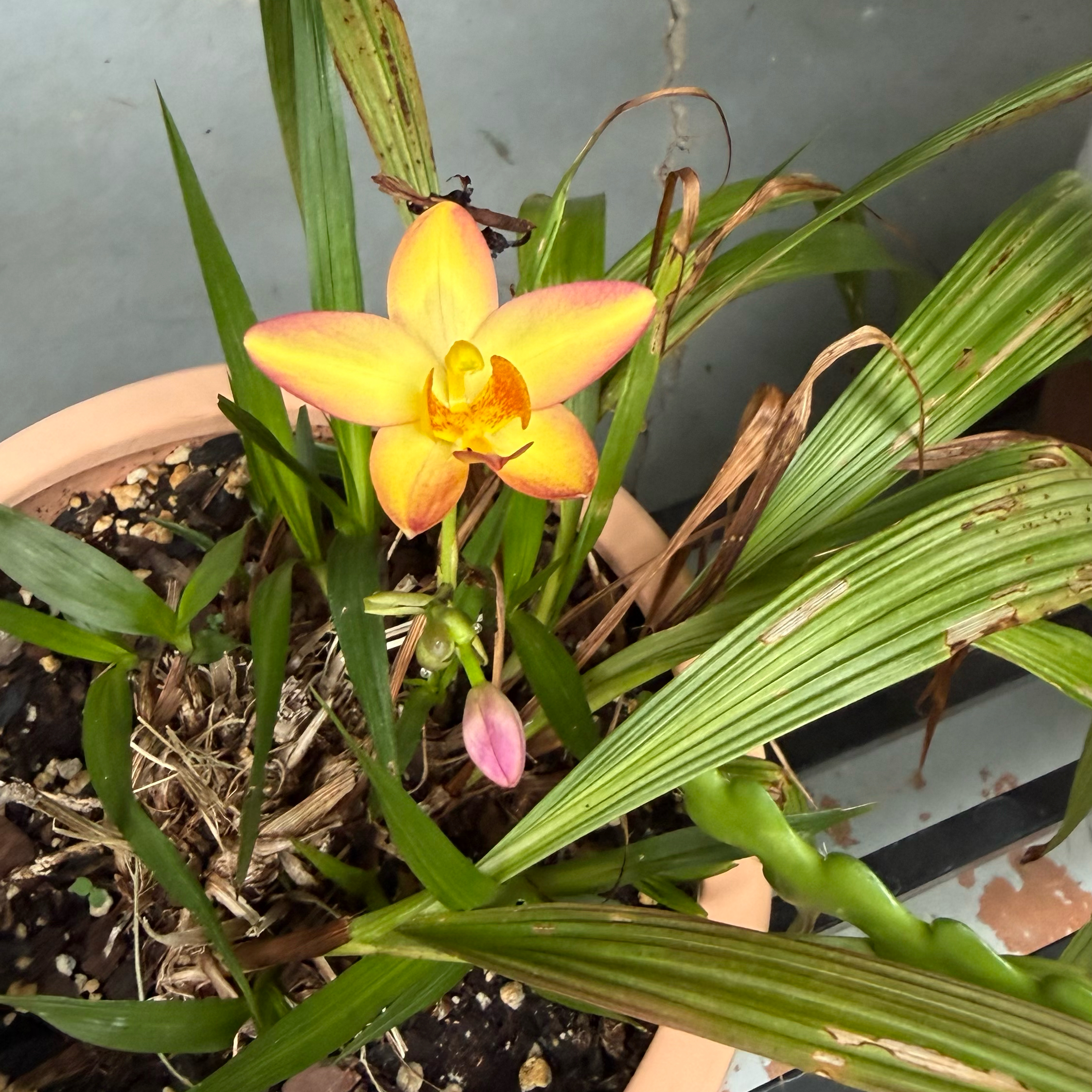 Photo of the plant species Mellow Yellow Orchid by @JackHenrysMom named Melody on Greg, the plant care app