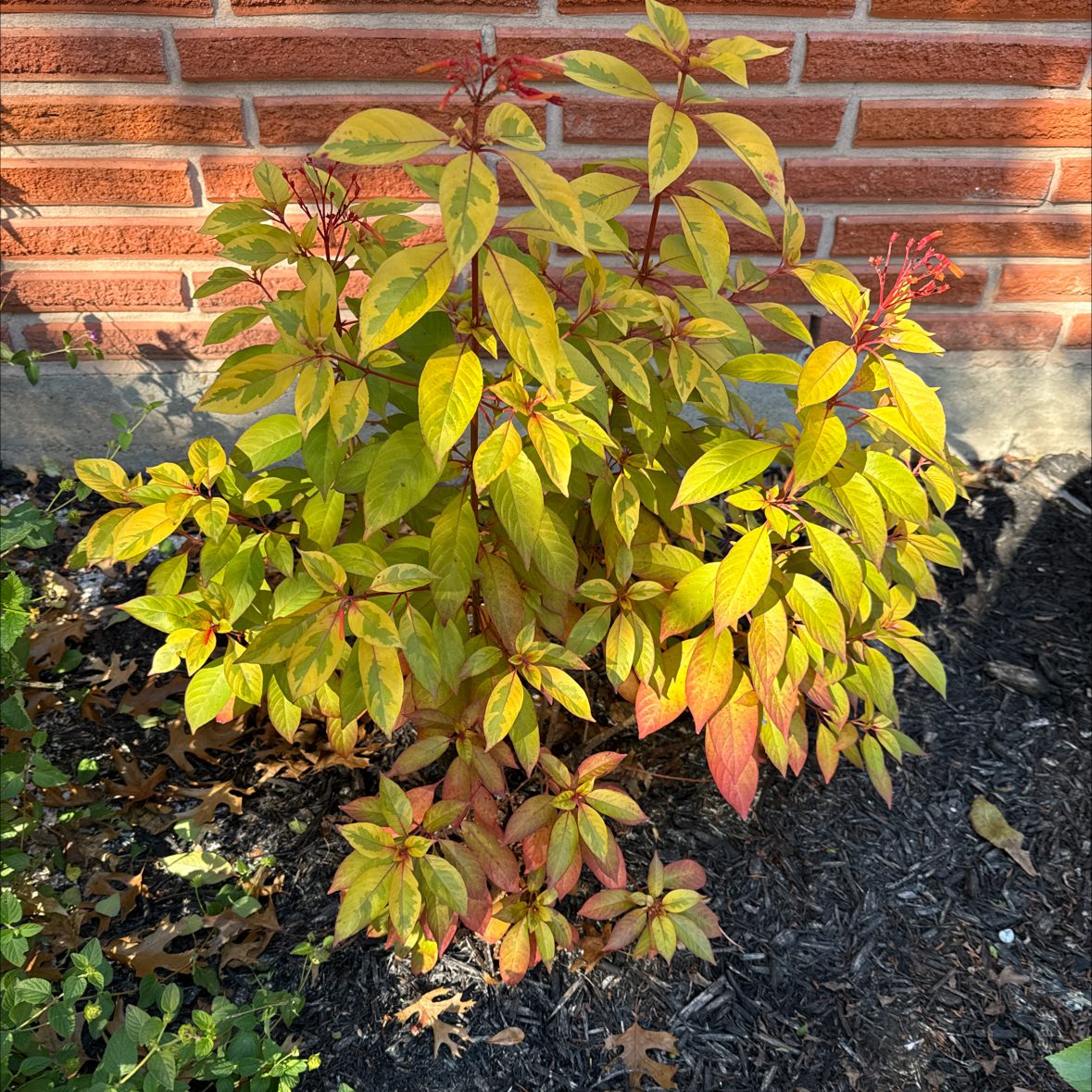 Photo of the plant species Lime Sizzler Firebush by @JackHenrysMom named Spicy Margarita on Greg, the plant care app