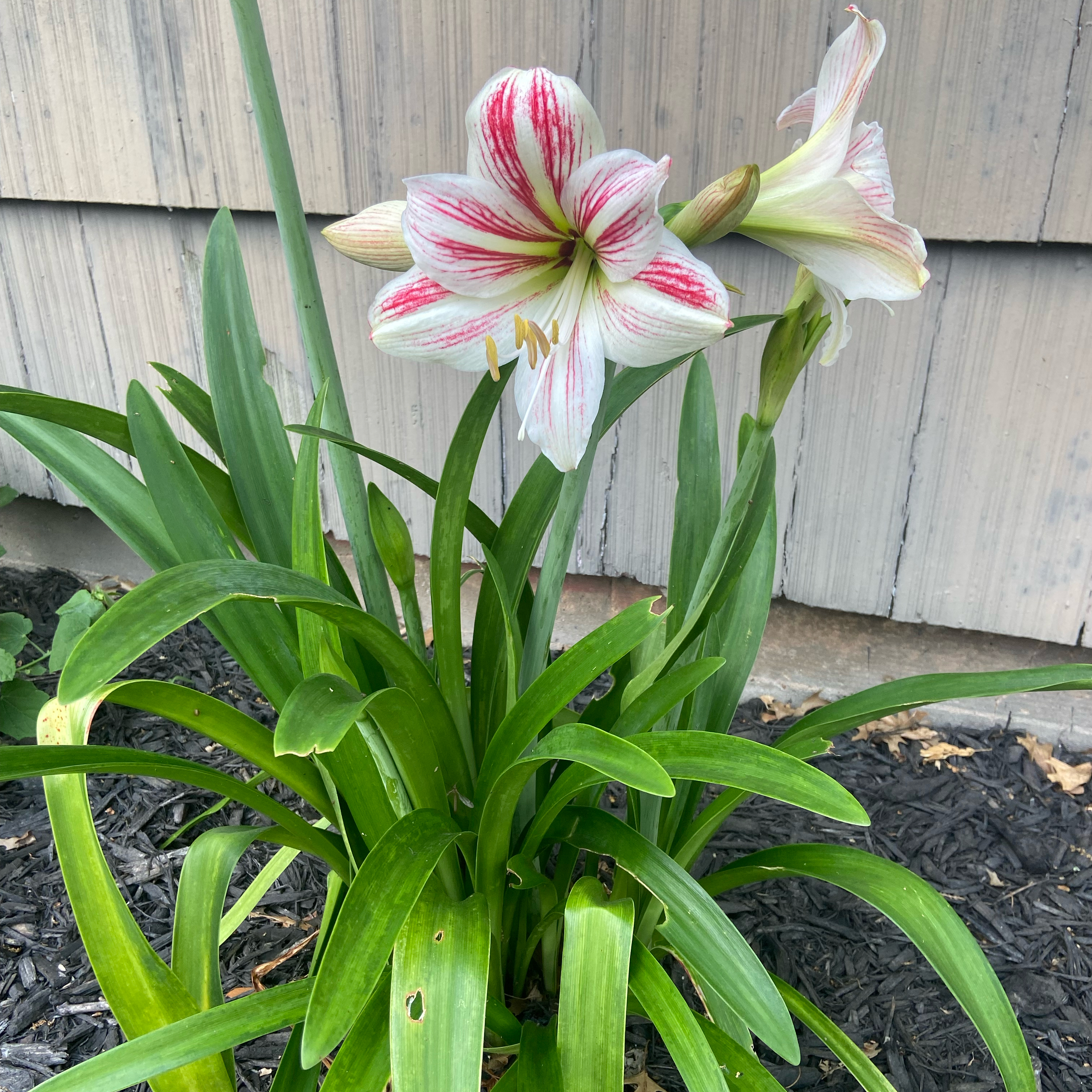 Photo of the plant species Hardy Amaryllis by @JackHenrysMom named Auntie A on Greg, the plant care app