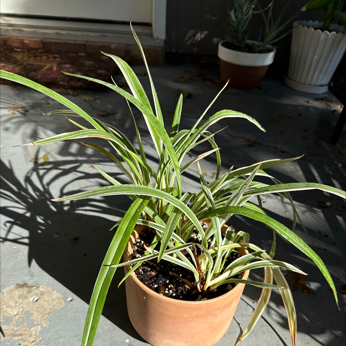Photo of the plant species Verigated Dianella by @JackHenrysMom named Dianella on Greg, the plant care app