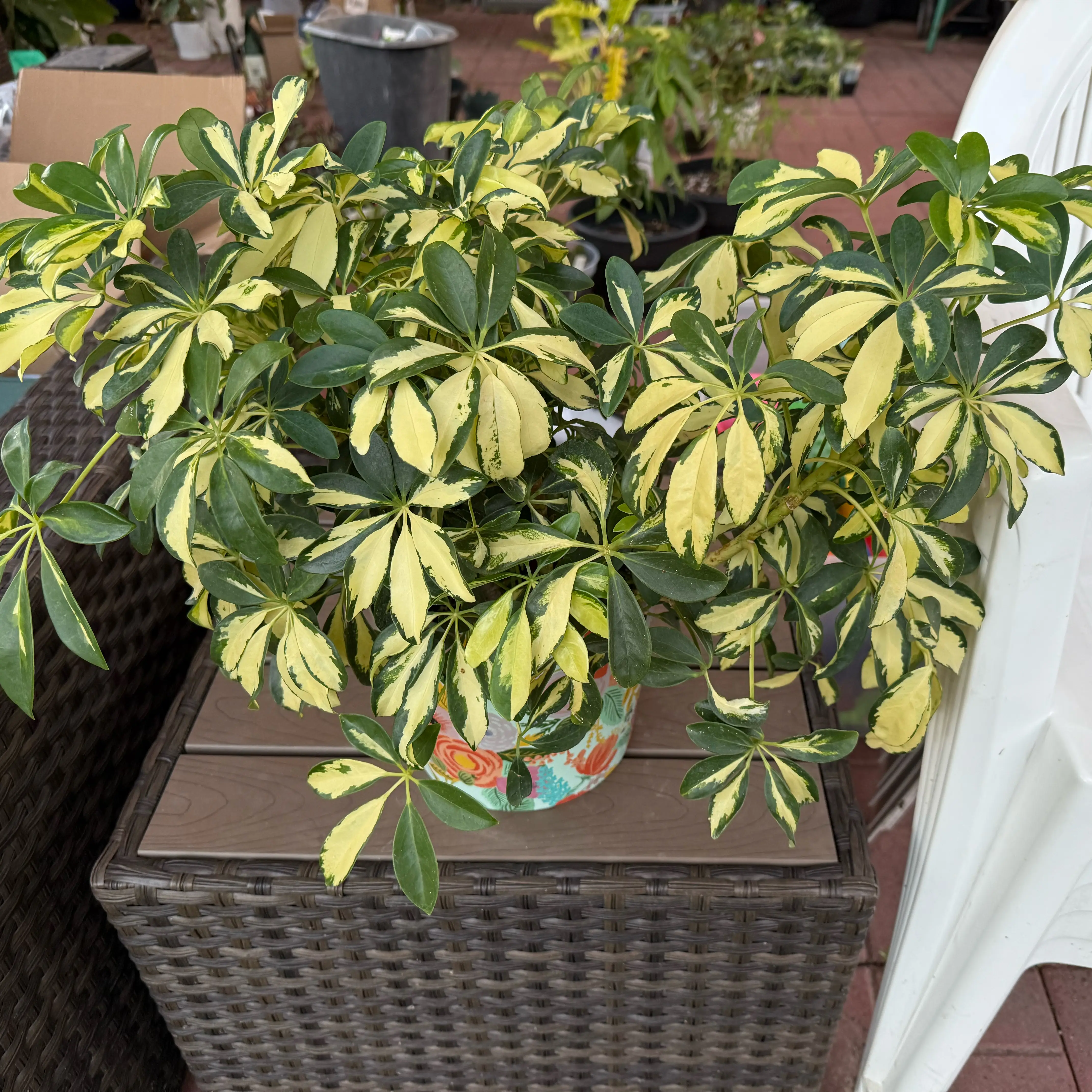 Photo of the plant species Varigated Dwarf Umbrella Tree by @JackHenrysMom named Morton on Greg, the plant care app