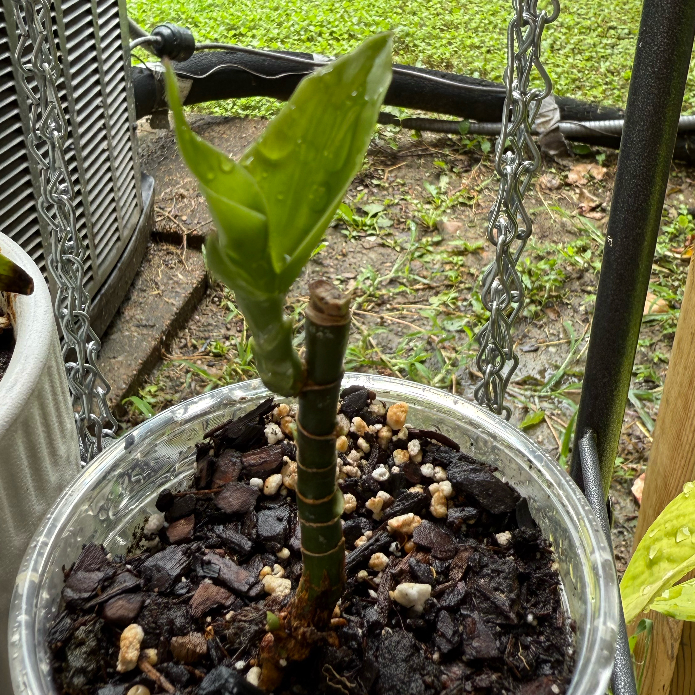 Photo of the plant species Zebra Striped Dragon Tree by @JackHenrysMom named RIP - Loki on Greg, the plant care app