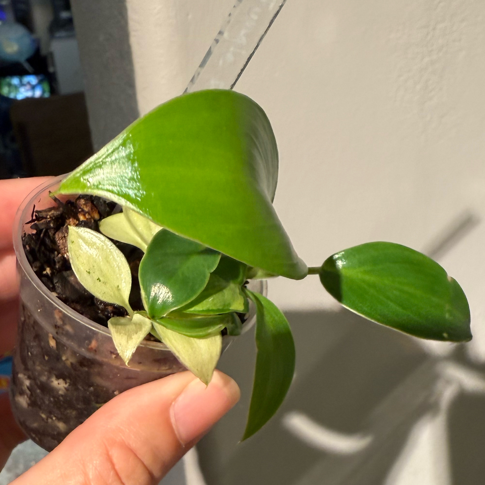 Photo of the plant species Jungle Fever Philodendron by @JackHenrysMom named Jungle Fever on Greg, the plant care app