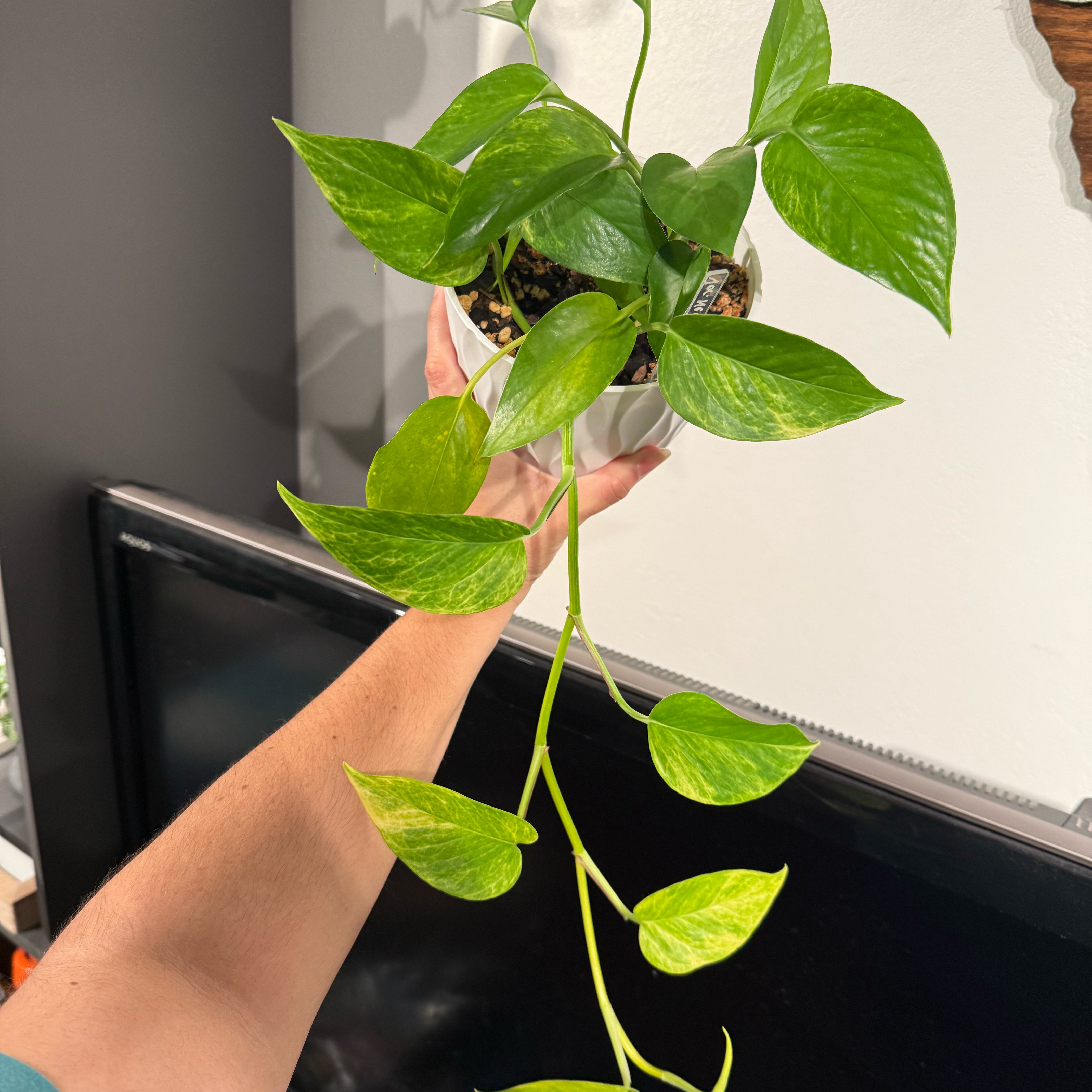 Photo of the plant species Variegated Neon Pothos by @JackHenrysMom named Alta/Marble on Greg, the plant care app