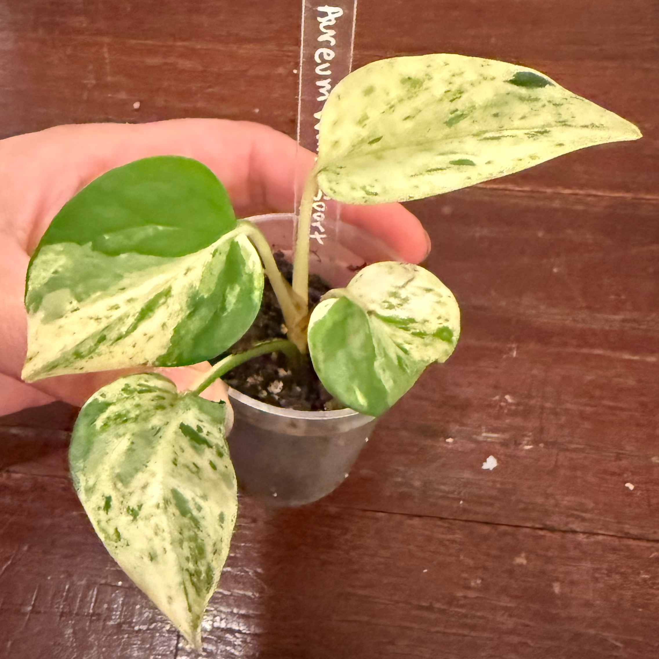 Photo of the plant species Scrambled Egg Sport Pothos by @JackHenrysMom named Scrambled Eggs on Greg, the plant care app