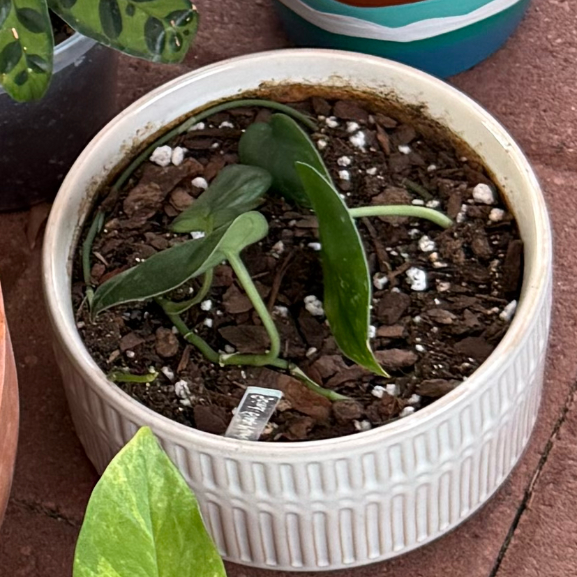 Photo of the plant species Scindapsus 'Black Mamba' by @JackHenrysMom named Black Mamba on Greg, the plant care app