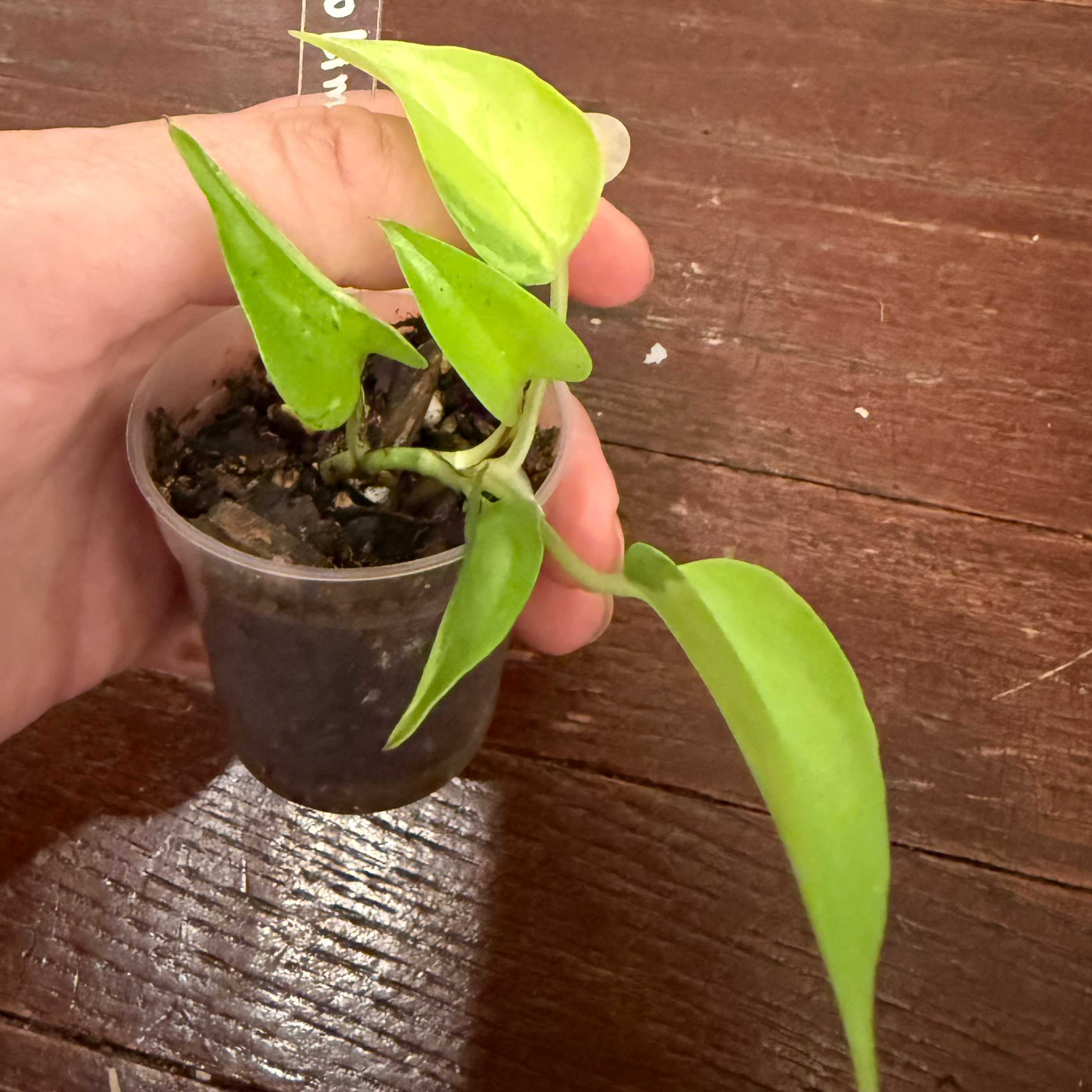 Photo of the plant species Teruno Amazon Pothos by @JackHenrysMom named Teruno Lima on Greg, the plant care app