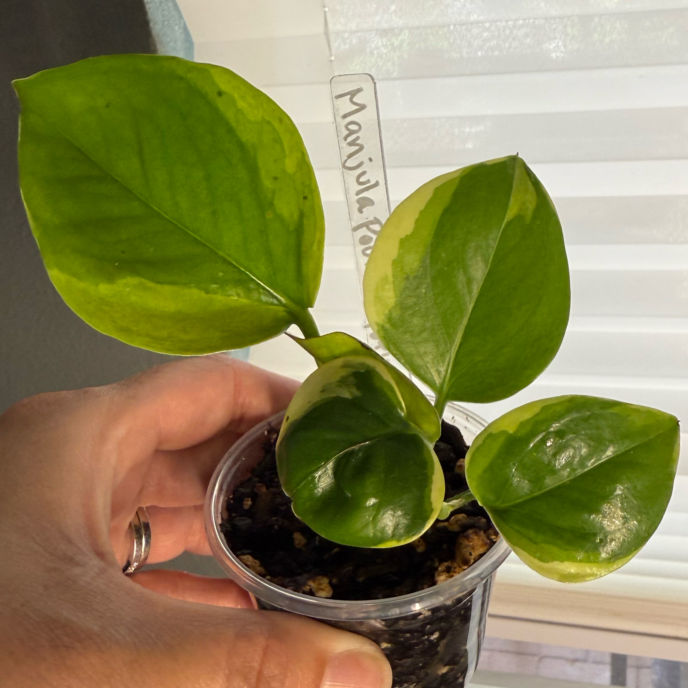 Photo of the plant species Manjula Poonsin Pothos by @JackHenrysMom named Manjula Poonsin on Greg, the plant care app