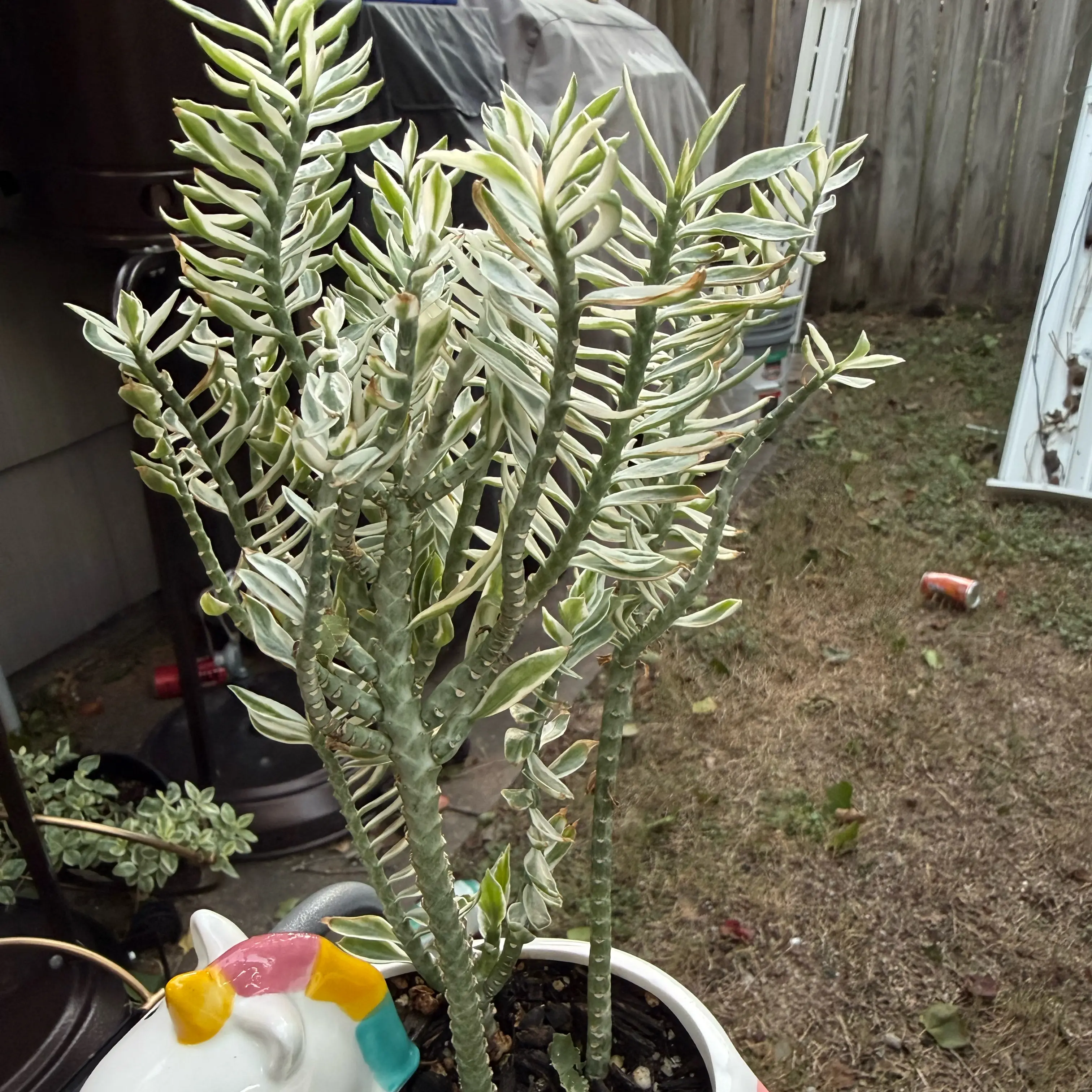 Photo of the plant species Variegated Euphorbia tithymaloides by @JackHenrysMom named Devil’s Backbone on Greg, the plant care app