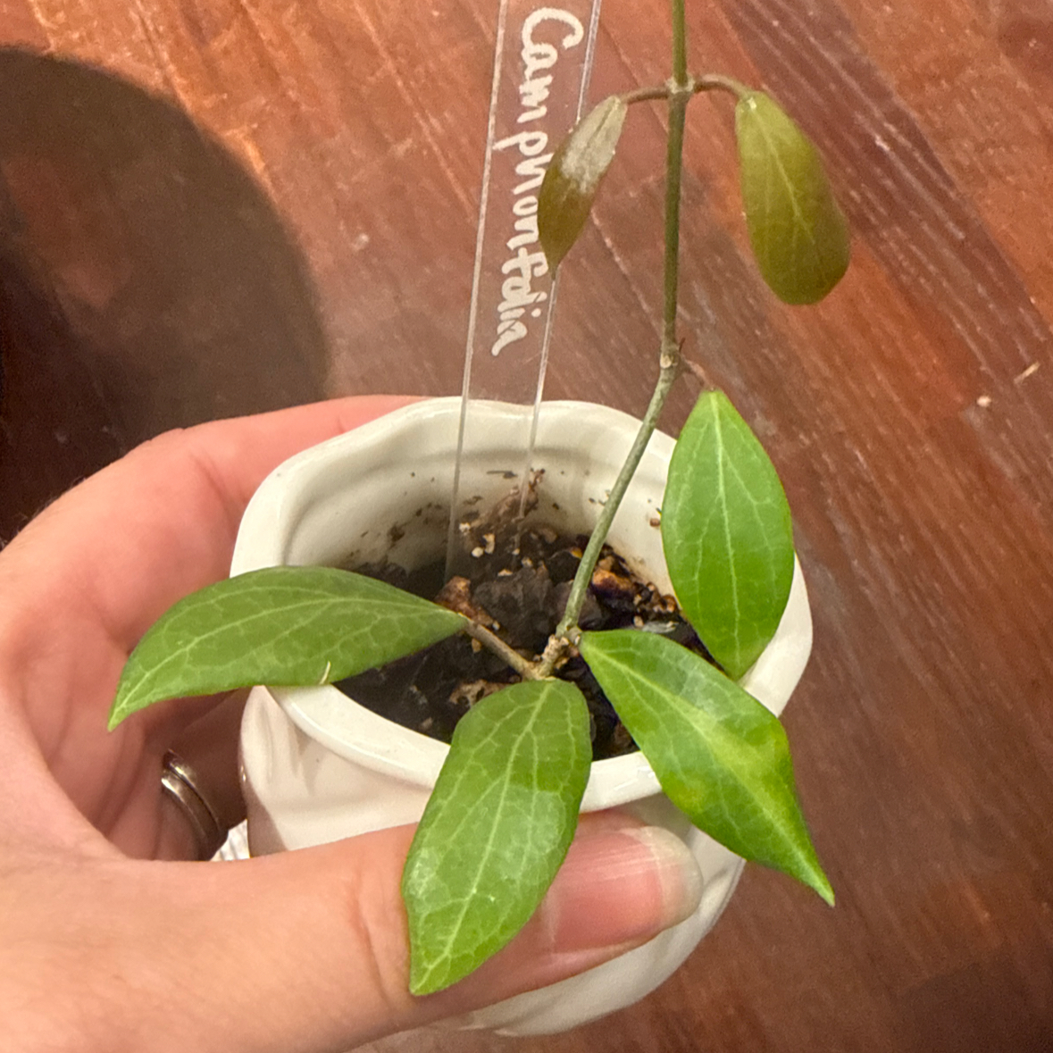 Photo of the plant species Hoya camphorifolia by @JackHenrysMom named Gobi on Greg, the plant care app